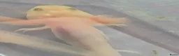 Axolotl reptiles for sale: Lucy Albino Babies 4 months-£20 and 2 months-£10 - Advert 7