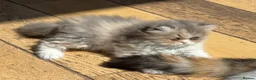 Exotic cats for sale: Exotic kittens two female  - Advert 29