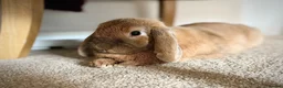 Mini Lop rabbits for sale: Bonded pair - mini lop & English cross  in Melton Mowbray - Advert 5