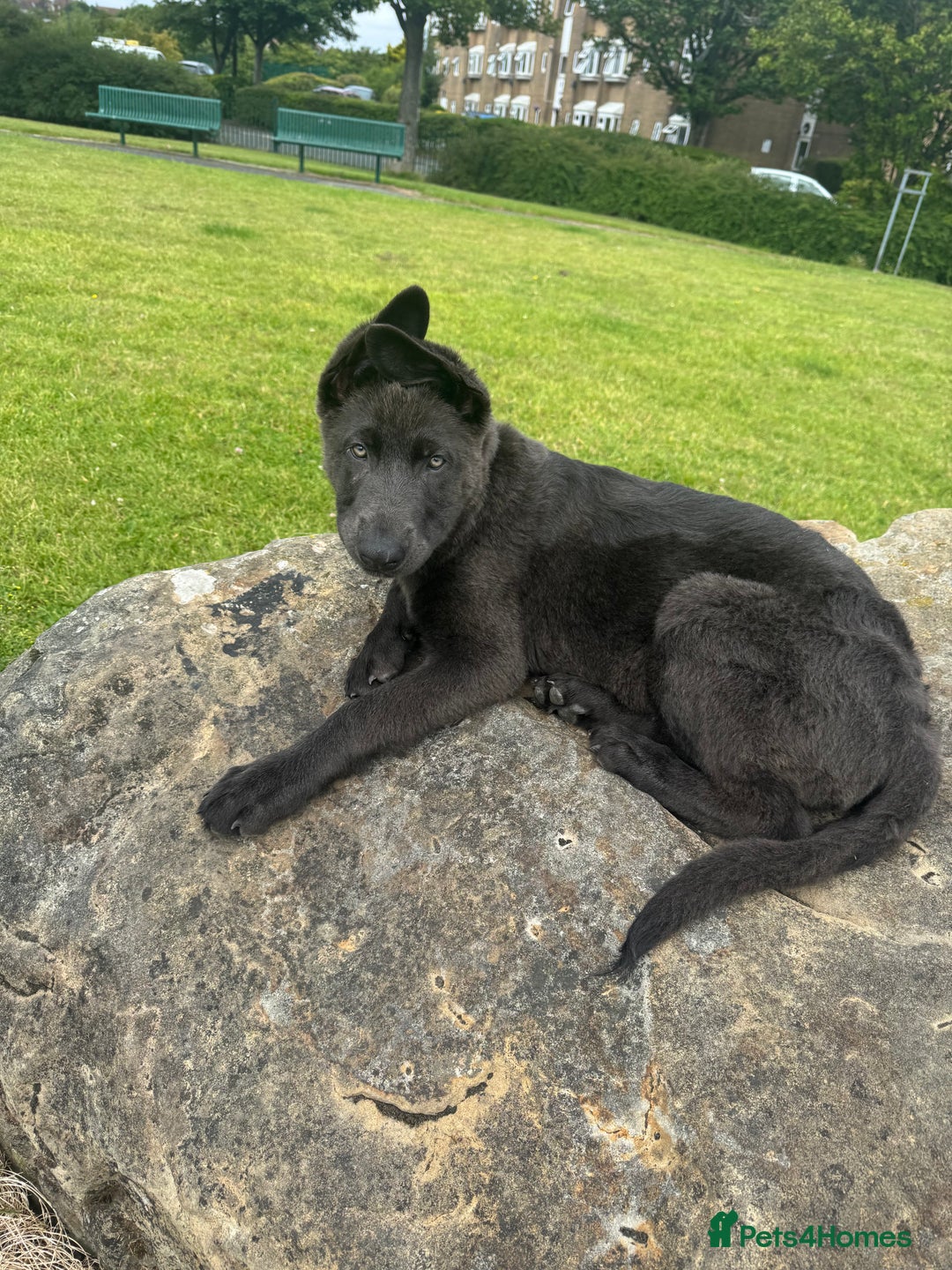 German Shepherd dogs for sale: Grey German Shepherd pup for sale - Image 3