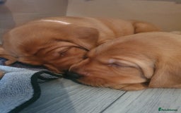Labrador Retriever dogs for sale: **Only 2 Girls Left** Fox Red Labrador Puppies - Image 11