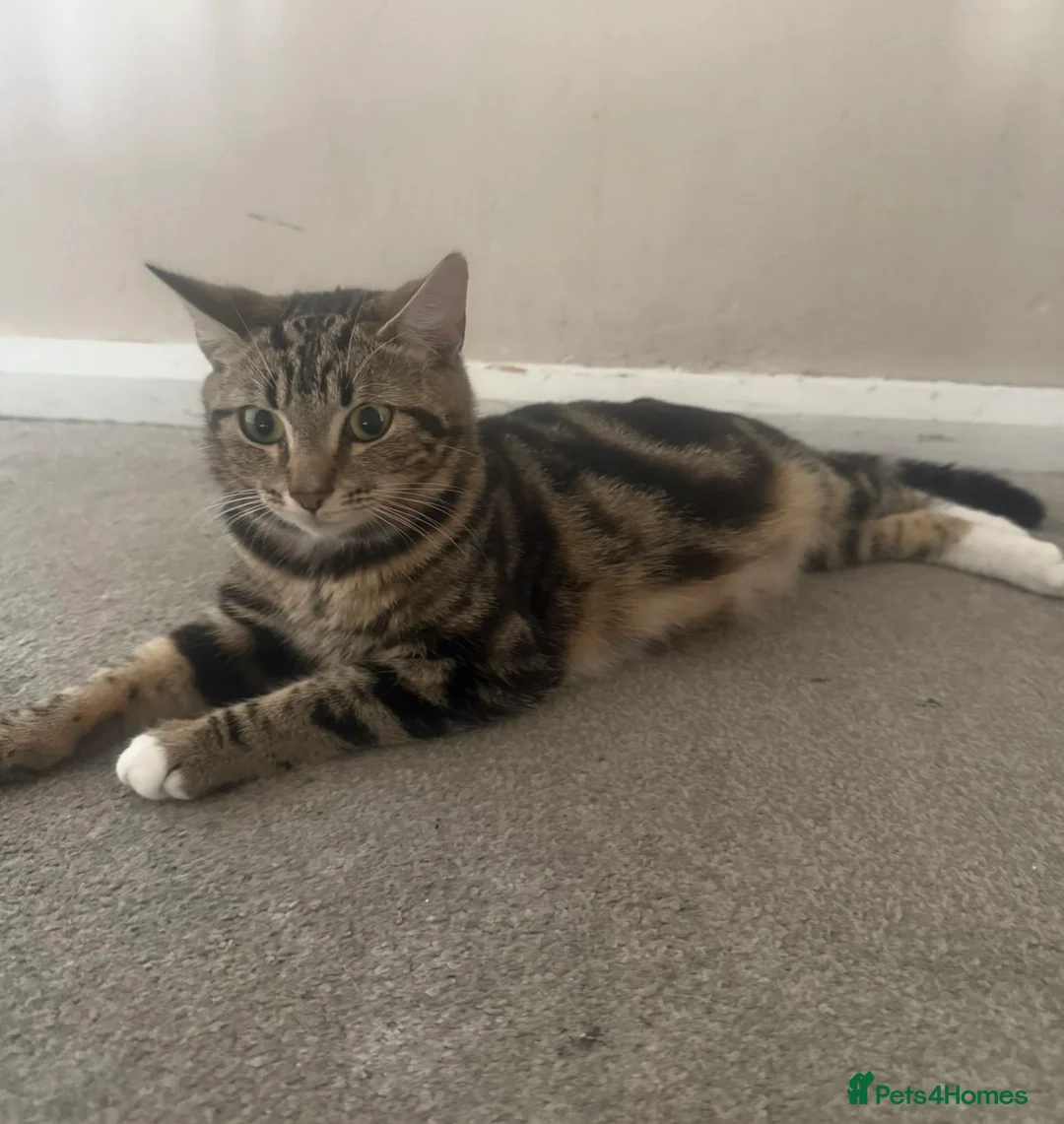 Mixed Breed cats for sale: 2 adult cats  - Advert 2
