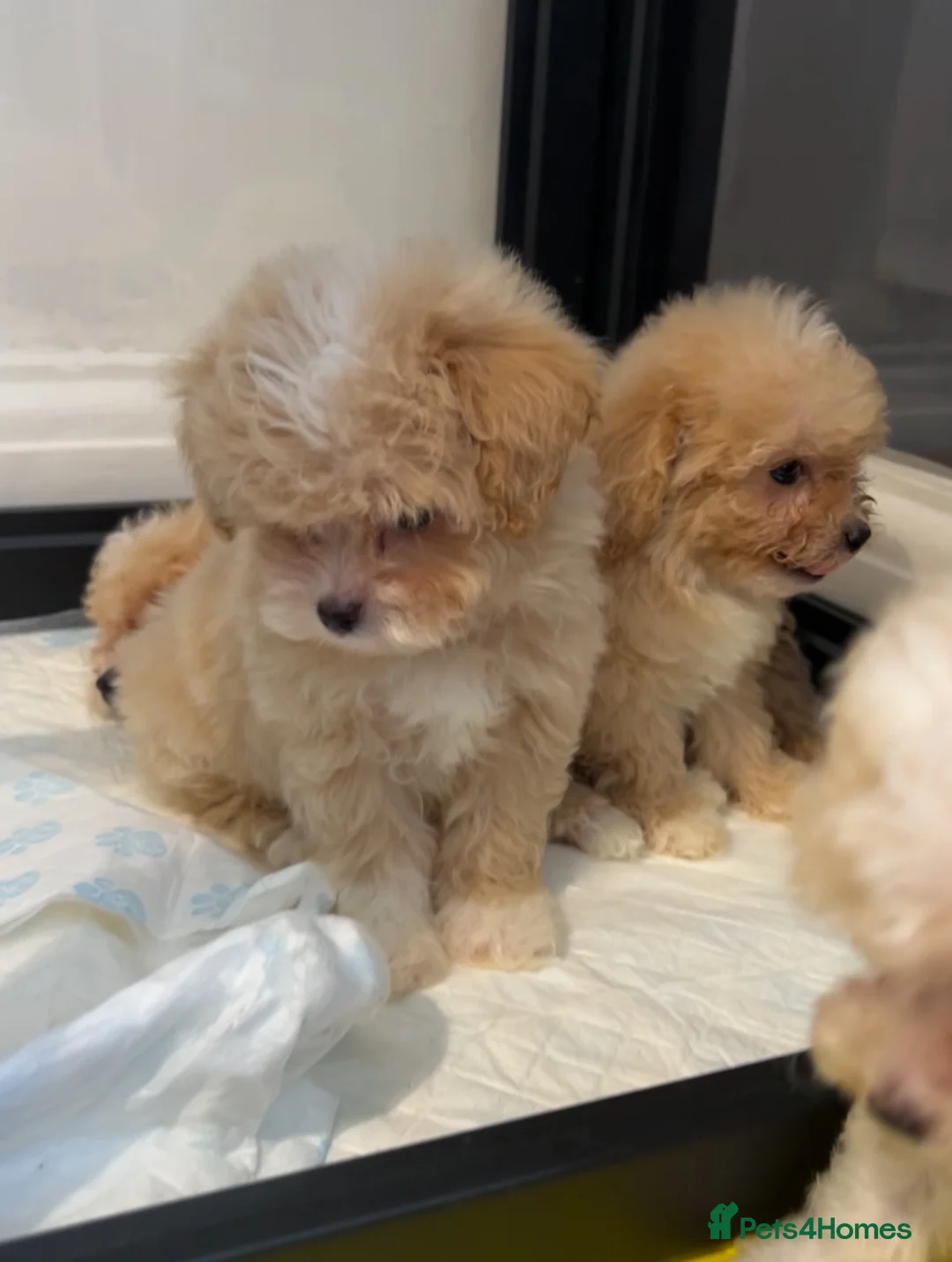 Maltipoo dogs for sale: 💙Maltipoo F1💜 - Advert 2