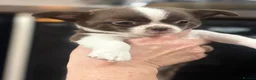 Chihuahua dogs for sale: Apple Head Chihuahua Puppies  in Chelmsford - Advert 5