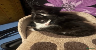 British Longhair cats 2 black and white female lomghair kittens - Advert 6