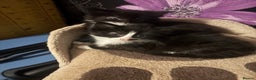 British Longhair cats for sale: 2 black and white female lomghair kittens - Advert 2