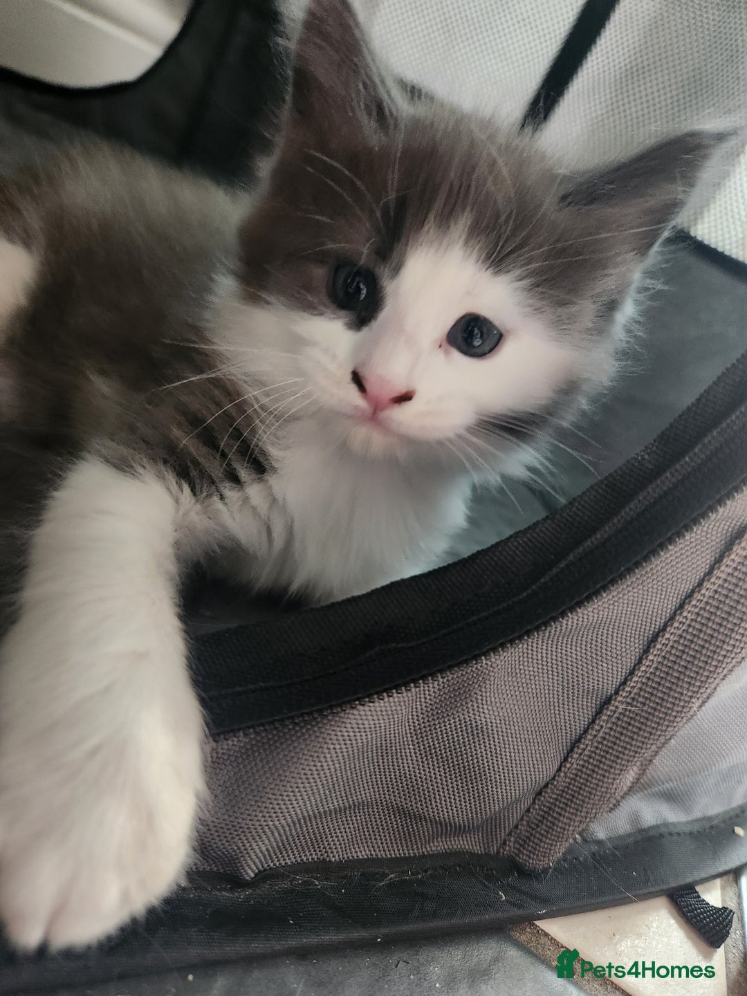 Maine Coon cats for sale: Maine Coon Kittens purebred – Reserve Now - Image 34