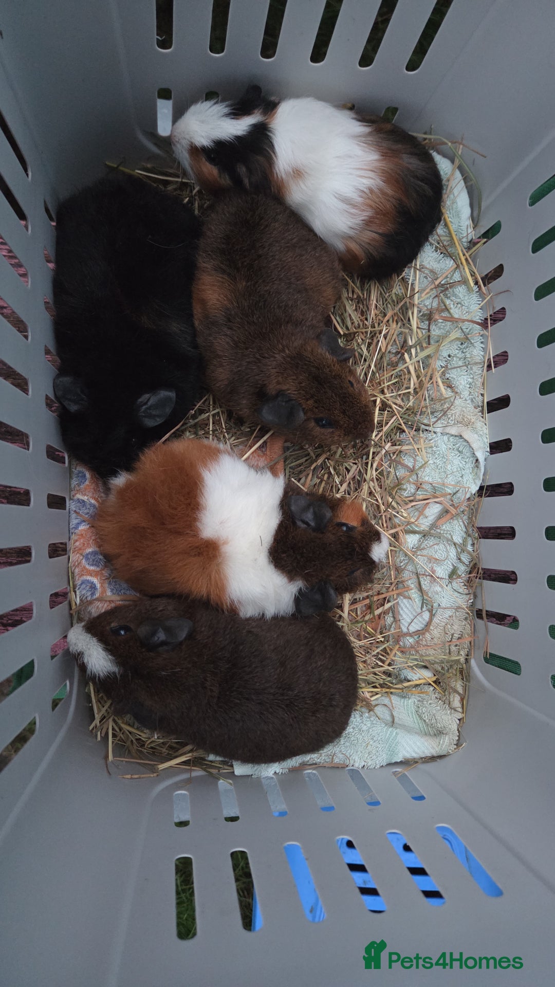 Guinea Pig rodents for sale: Gorgeous Baby Guinea Pigs - Advert 8