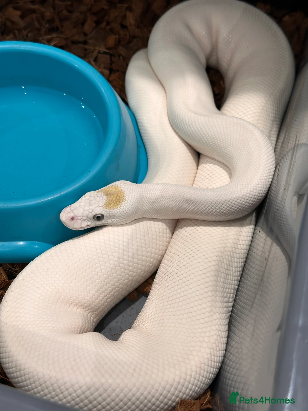 Python Snake reptiles for sale: Beautiful Royal Pythons for sale  - Advert 2