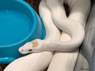 Python Snake reptiles Beautiful Royal Pythons for sale - Advert 3