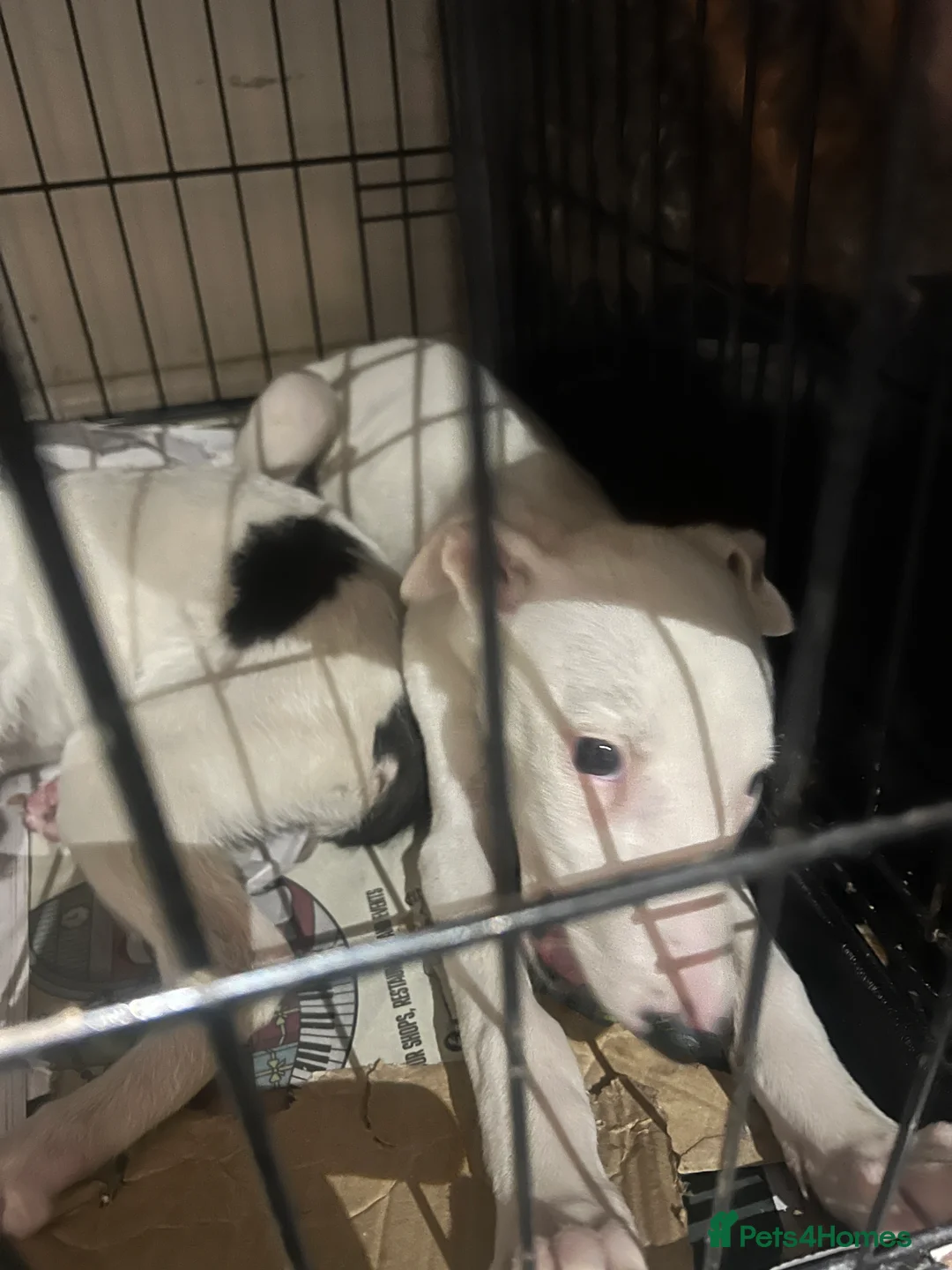 Mixed Breed dogs for sale: Adorable 13-Week-Old Female Puppies Ready For Home - Advert 19