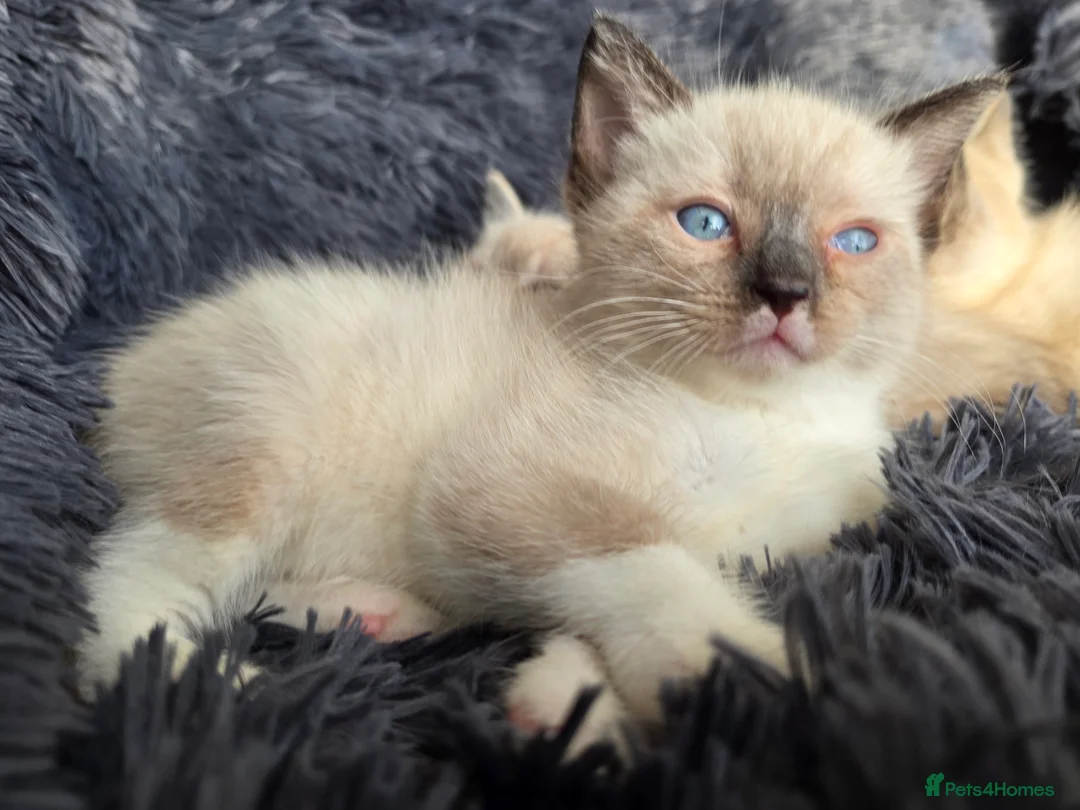 Ragdoll cats for sale: Ragdoll Cross Kittens  - Advert 11