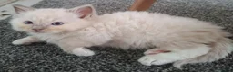Ragdoll cats for sale: GCCF Lilac Ragdoll Kittens in Bury - Advert 4
