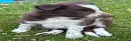 Border Collie dogs for sale: Border Collie Puppies - Advert 21