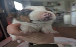 Jack Russell dogs for sale: 3 Jack Russell puppies - Image 11