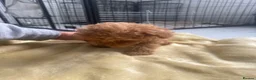 Toy Poodle dogs for sale: Red toy poodles  - Advert 8