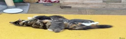 British Longhair cats for sale: Gorgeous British longhair Kittens - Advert 10