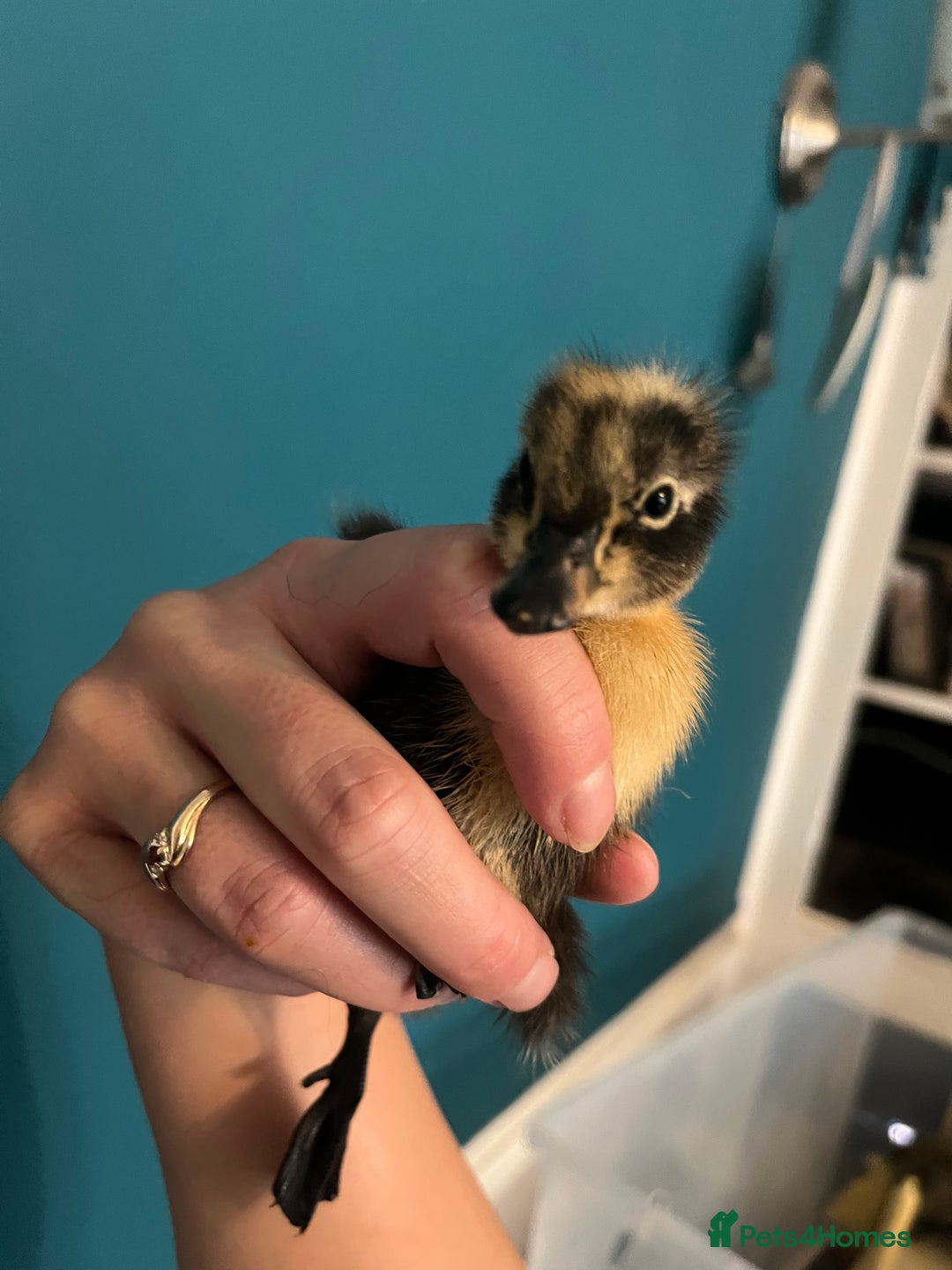 Ducks poultry for sale: Indian runner ducklings - Image 6