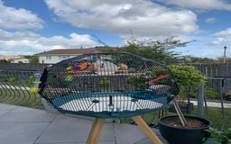Canaries birds for sale: Canary birds - Image 1