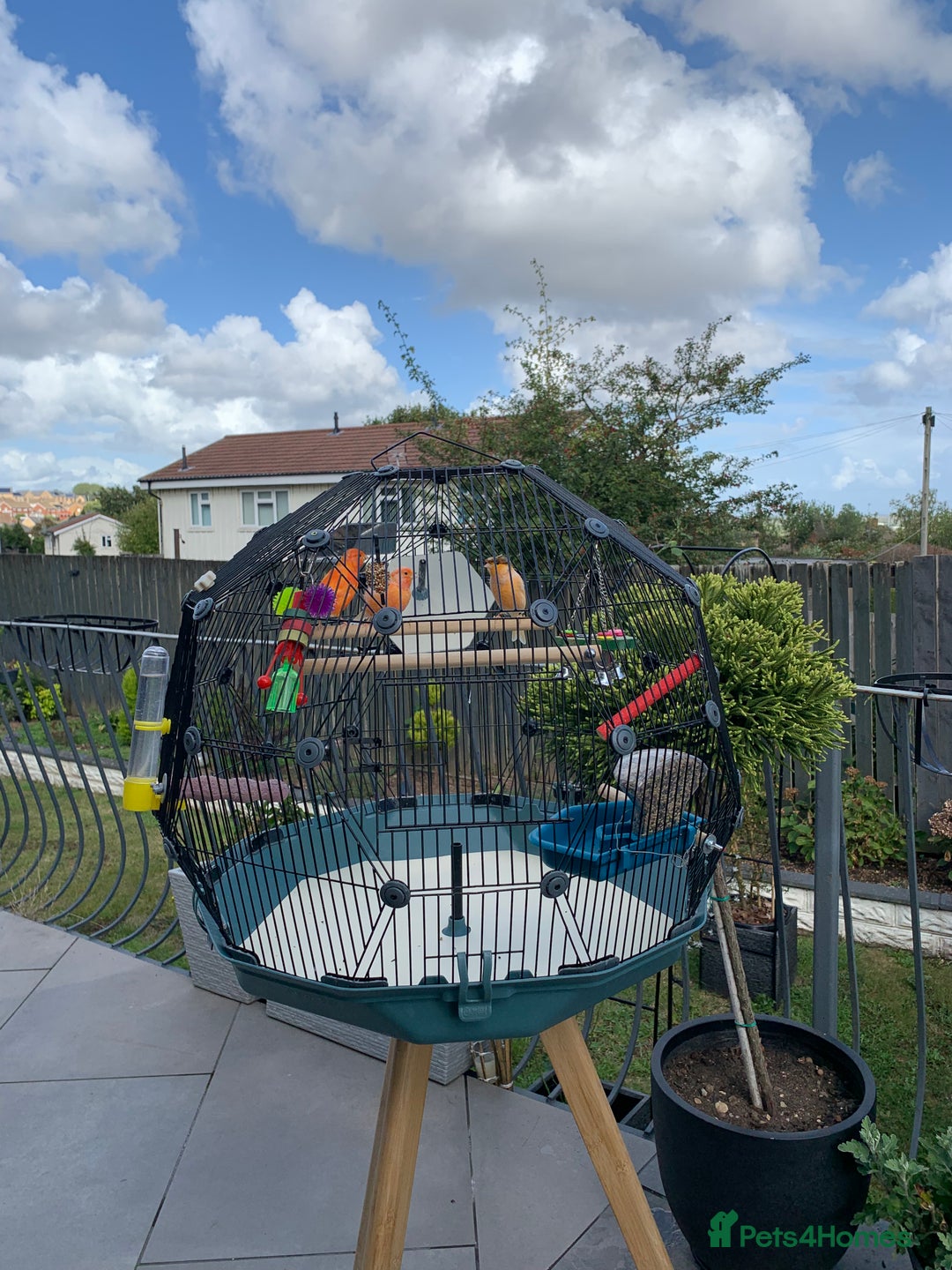 Canaries birds for sale: Canary birds - Image 1