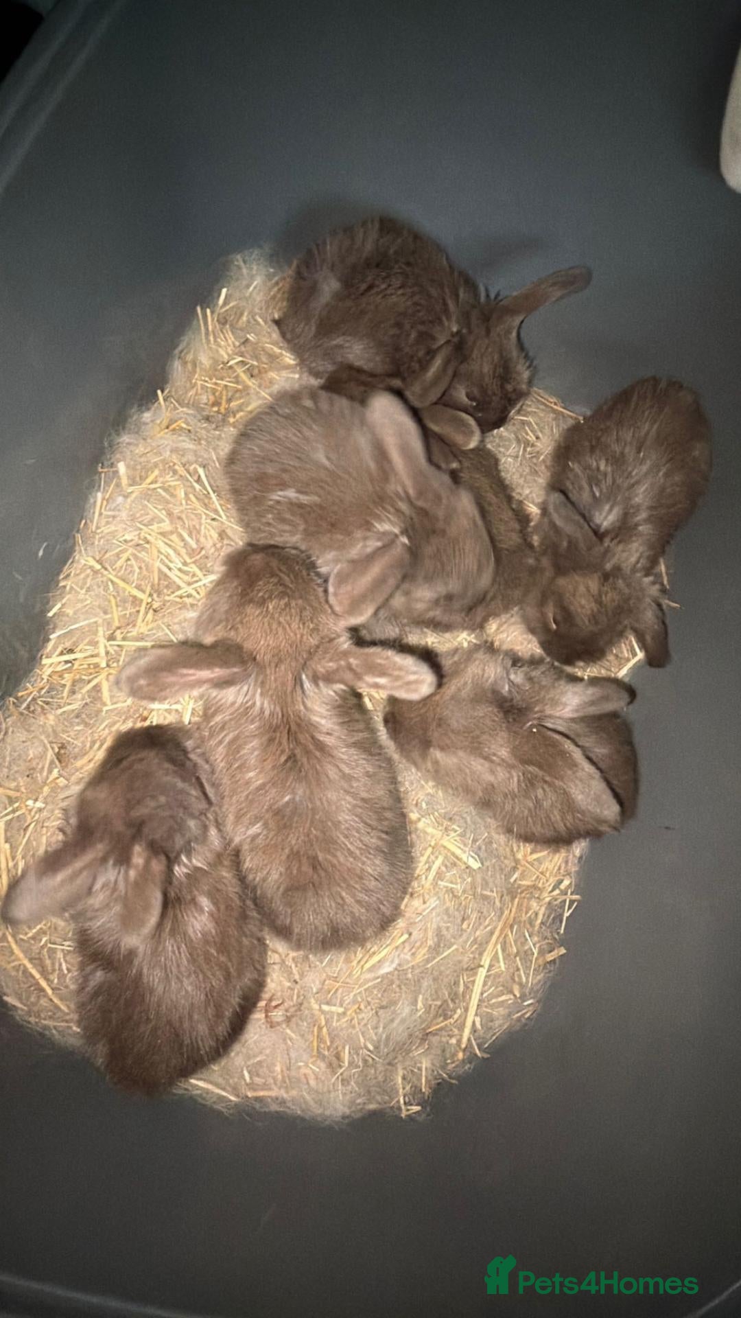 French Lop rabbits 7 chocolate French lop 5 girls 2 boys  - Advert 4