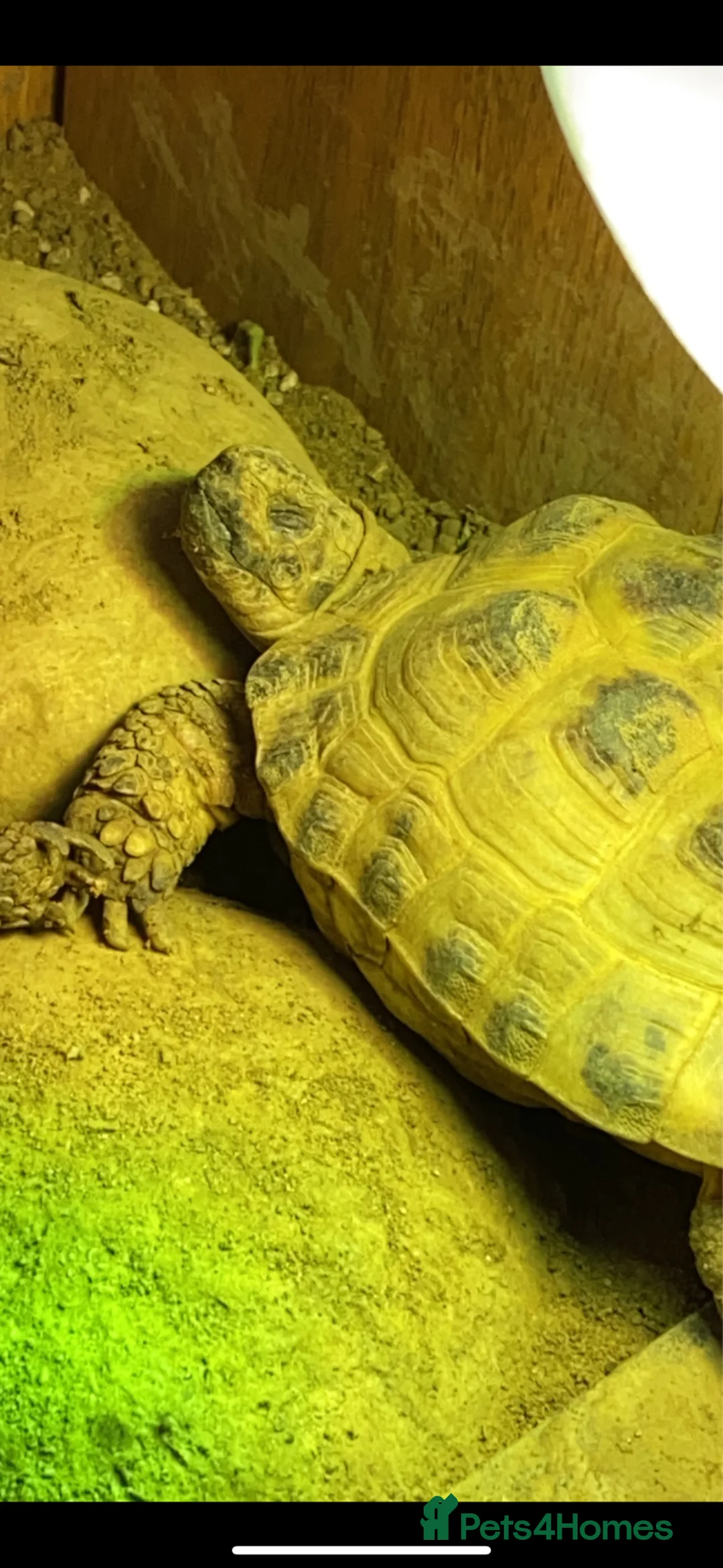 Tortoise reptiles for sale: 2 tortoises  in Sheffield - Advert 1