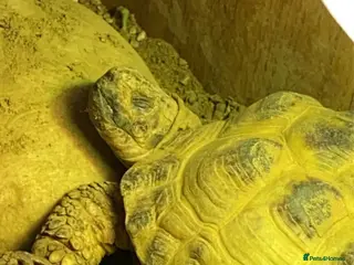 Tortoise reptiles 2 tortoises - Advert 2