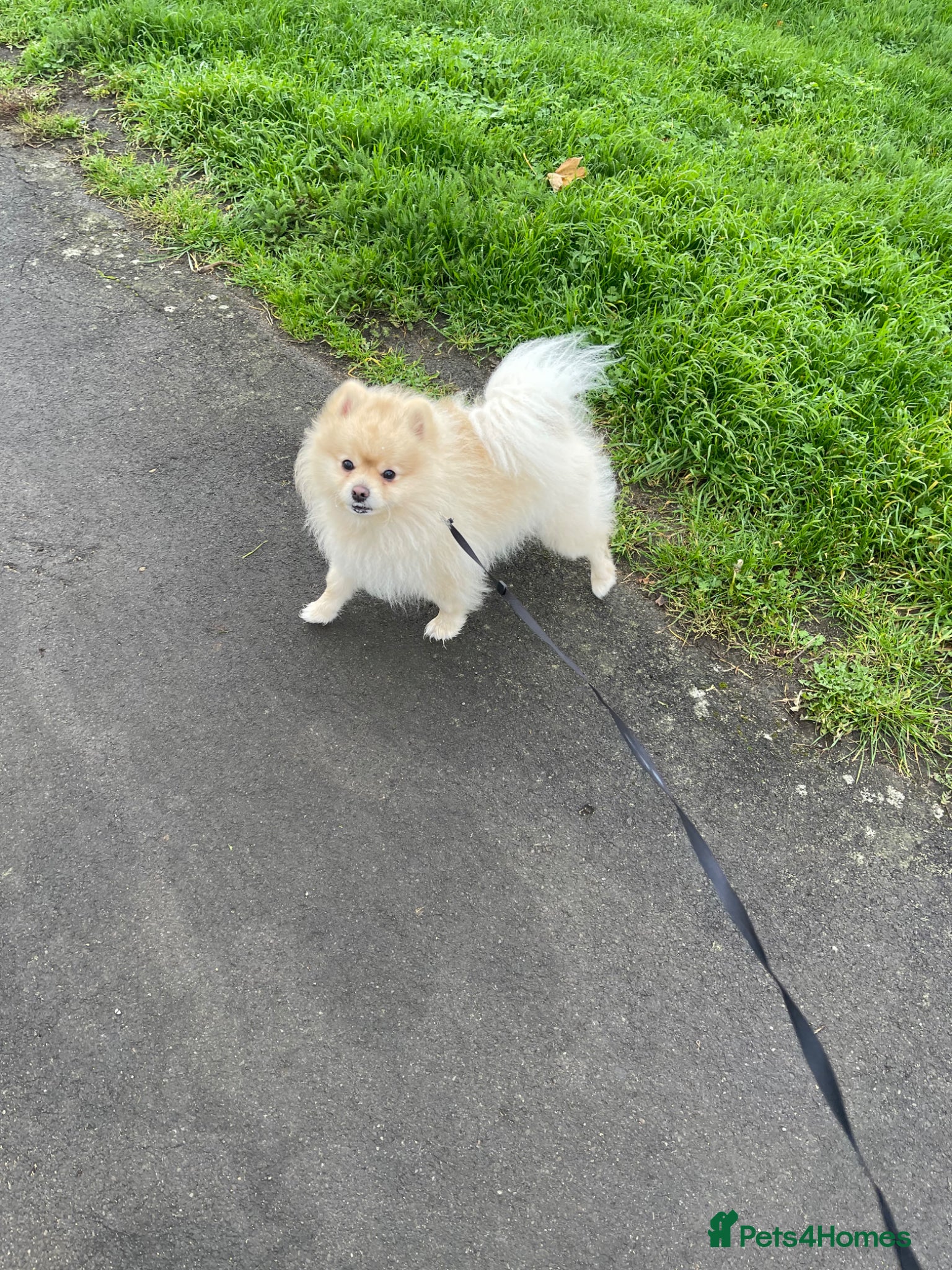 Pomeranian dogs Pure canine Pomeranian dog for stud - Advert 8