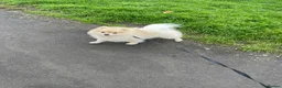 Pomeranian dogs for stud: Pure canine Pomeranian dog for stud - Advert 1