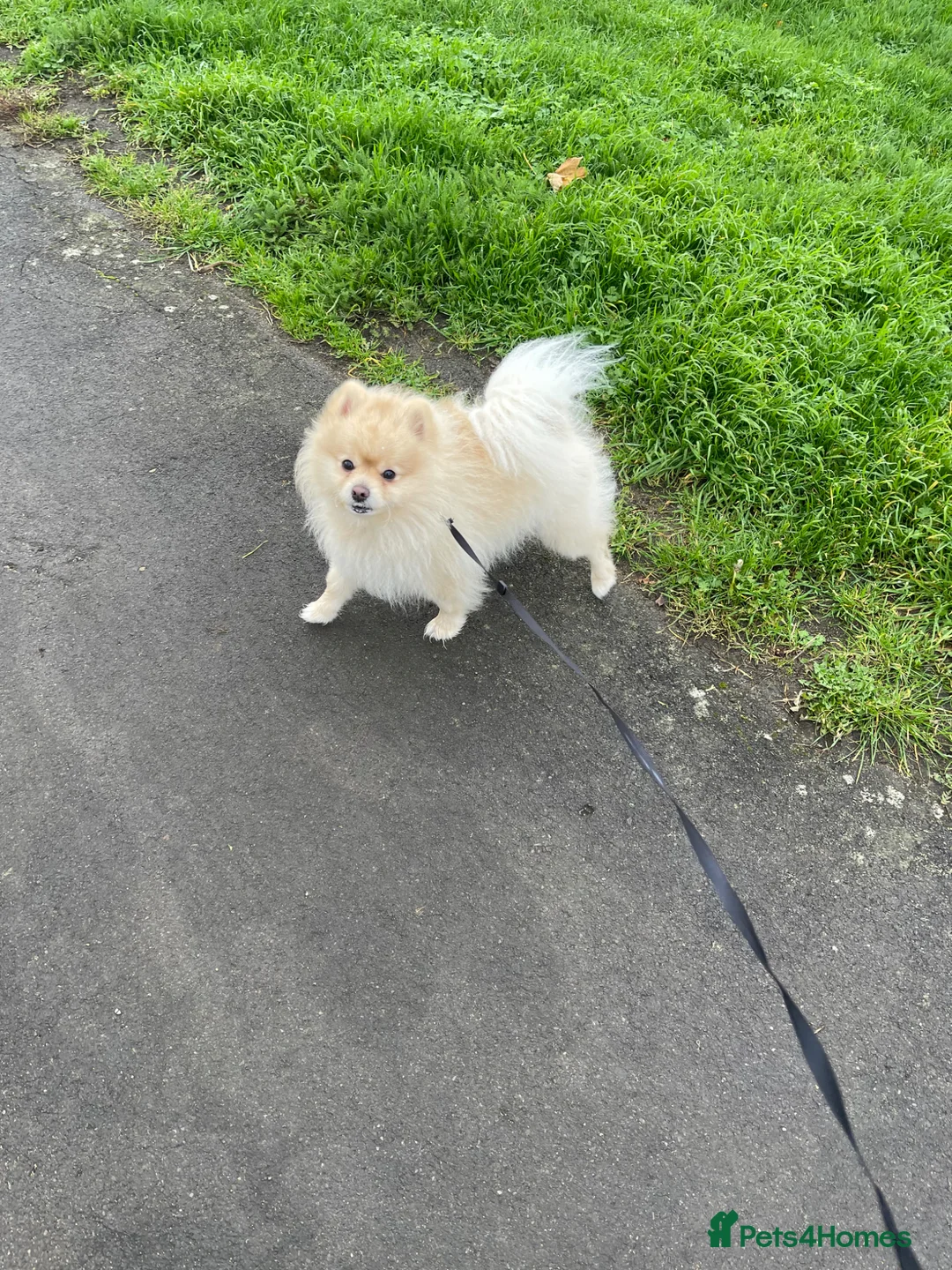 Pomeranian dogs for stud: Pure canine Pomeranian dog for stud - Advert 1