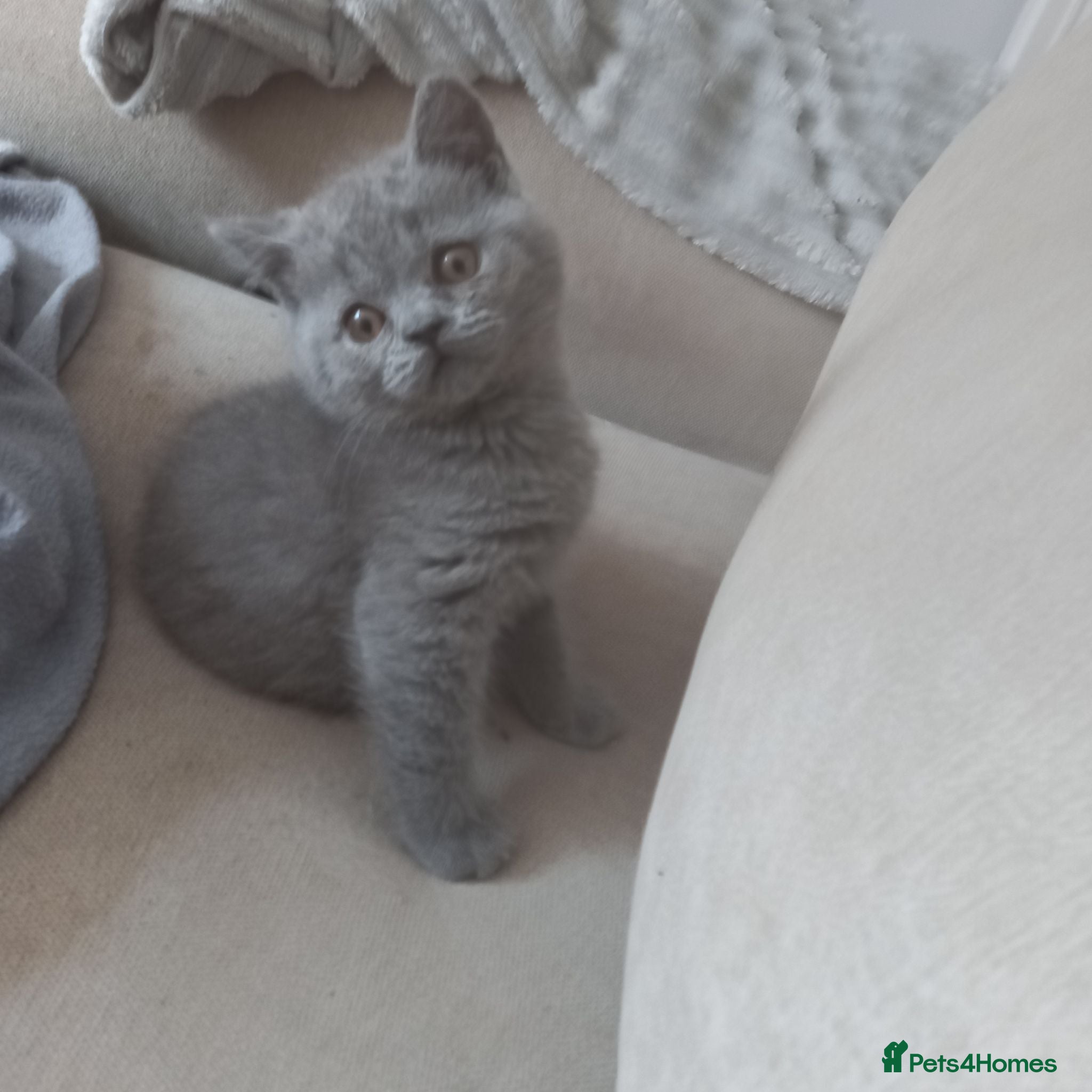 British Shorthair cats British Shorthair - Advert 7