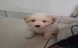 Bordoodle dogs for sale: Bordoodle pups - Advert 10