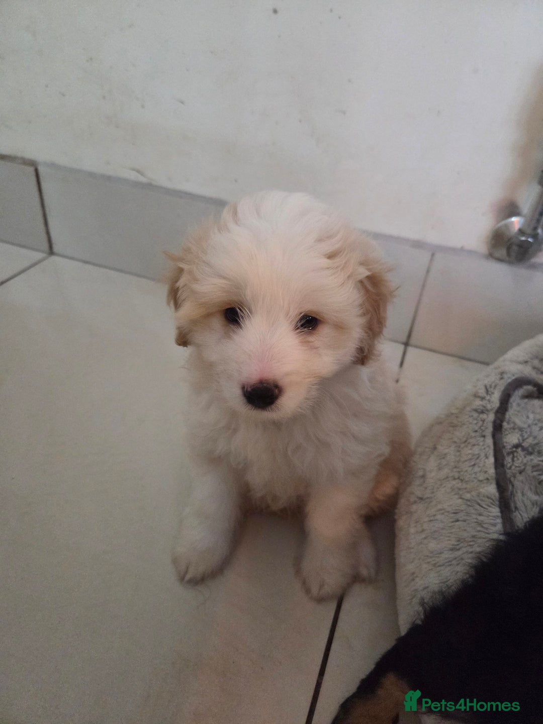 Bordoodle dogs for sale: Bordoodle pups - Advert 10