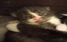 Domestic Shorthair cats for sale: Antony woods  - Image 8