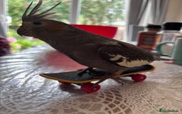 Cockatiels birds for sale: 2 months old baby cockatiel!❤️🦜 - Image 3