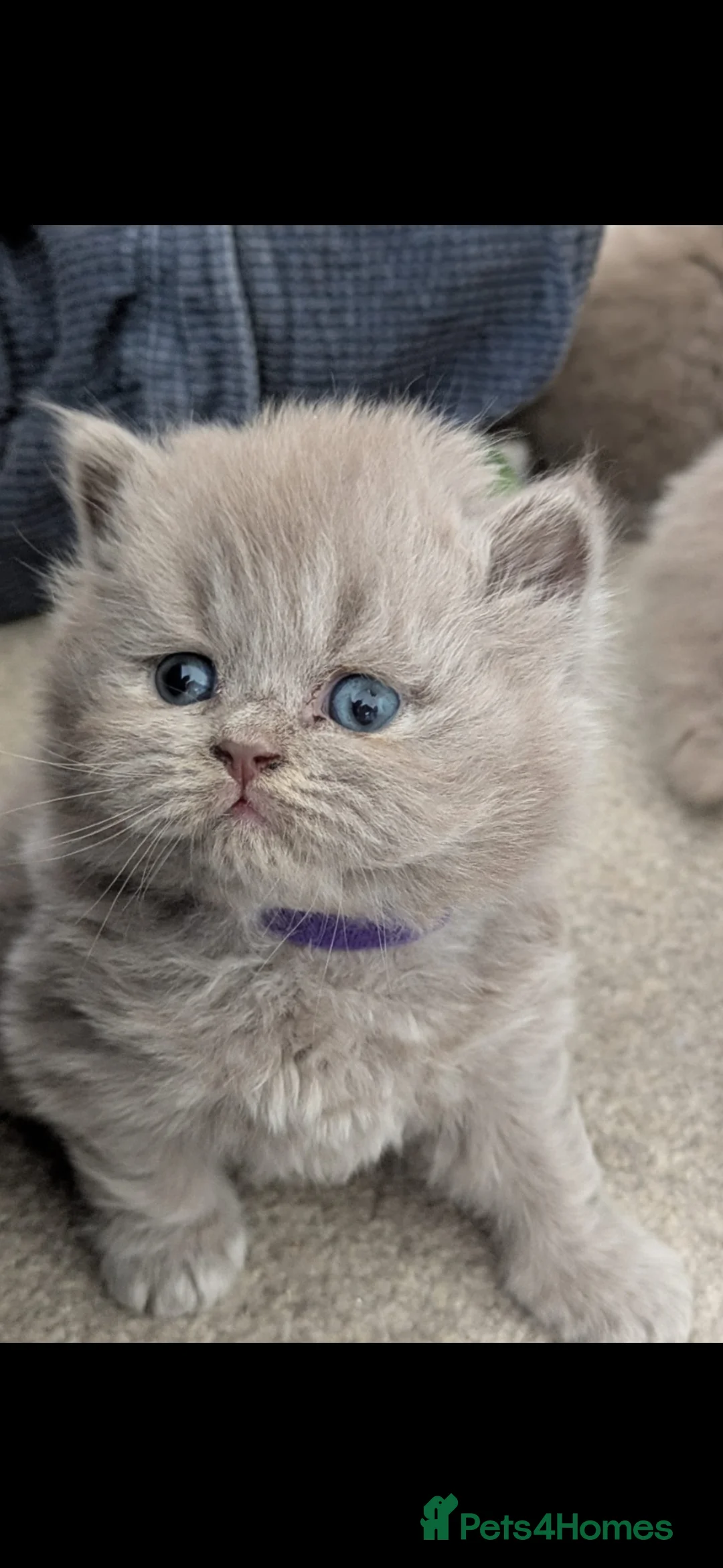 British Shorthair cats for sale: British shorthair kittens  - Advert 2