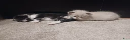 Mixed Breed cats for sale: Beautiful kittens looking for lovely home in Enfield - Advert 32