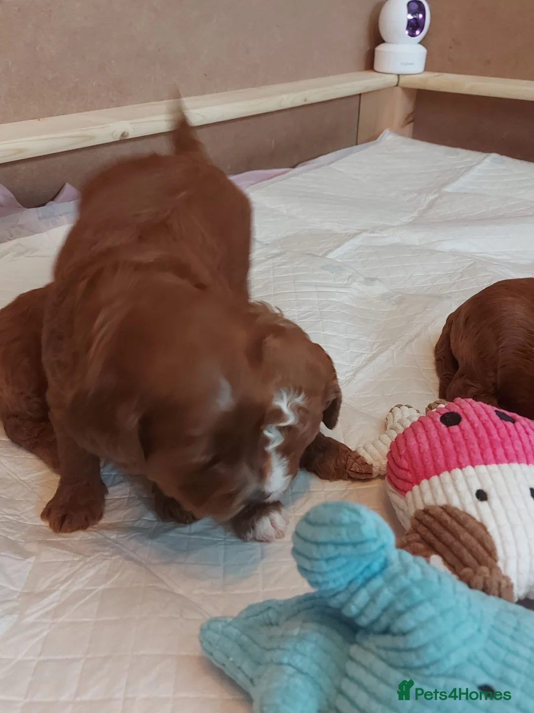 Cockapoo dogs for sale: X3 f1b cockapoo puppies  - Advert 17