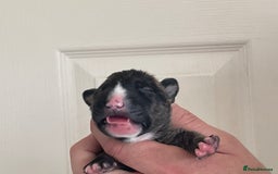 English Bull Terrier dogs for sale: Stunning Champion sired Bull Terriers pups (MALE)  - Image 10