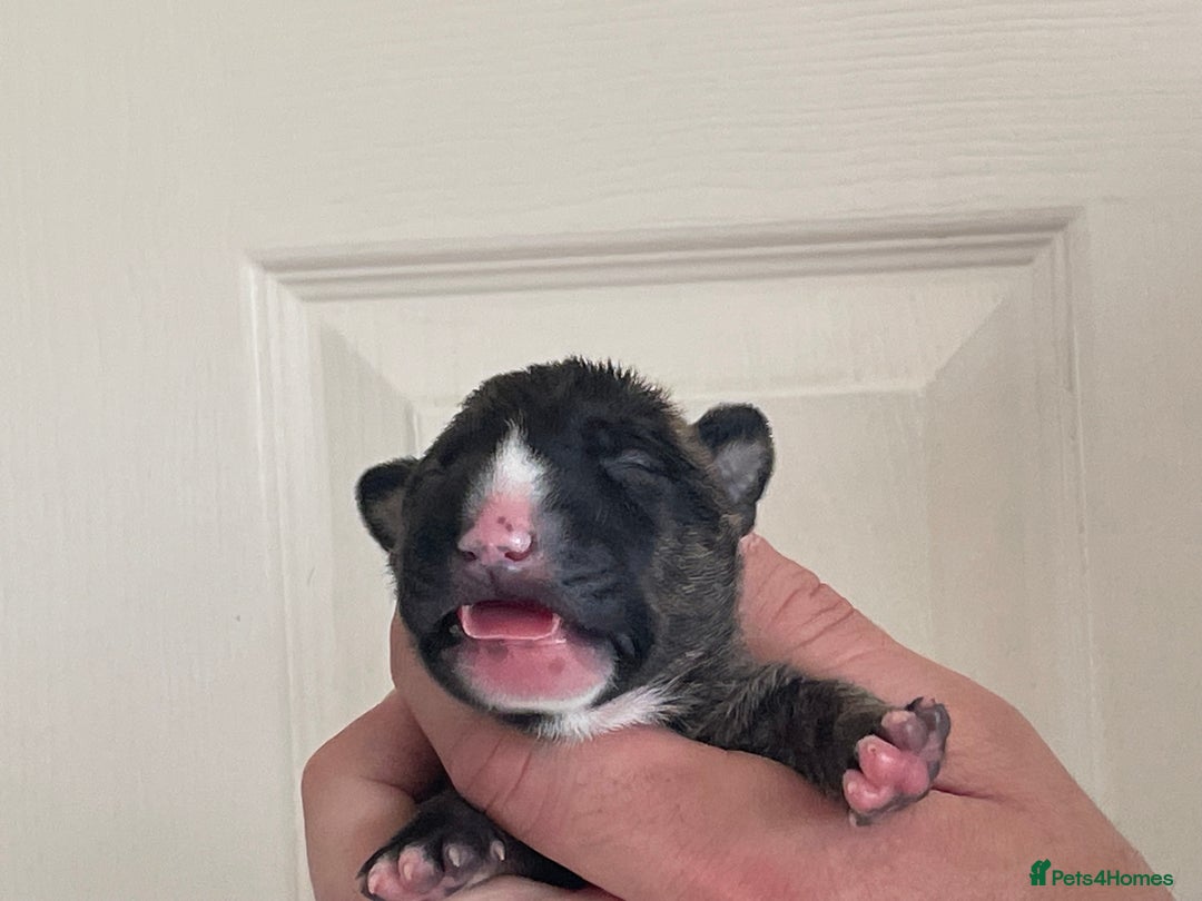 English Bull Terrier dogs for sale: Stunning Champion sired Bull Terriers pups (MALE)  - Image 10