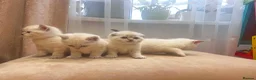 Scottish Fold cats for sale: Scottish fold and straight blue eyed kittens - Advert 3