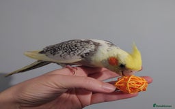 Cockatiels birds for sale: Hand reared silly tame DNA sexed baby cockatiels  - Image 11