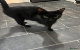 Bombay cats for sale: Female cat age 2  - Image 3
