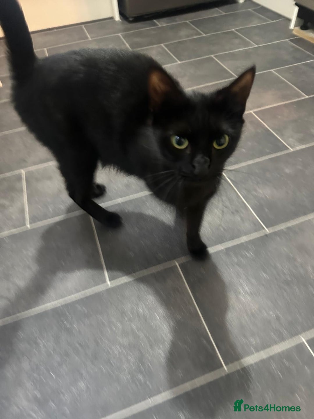 Bombay cats for sale: Female cat age 2  - Image 3