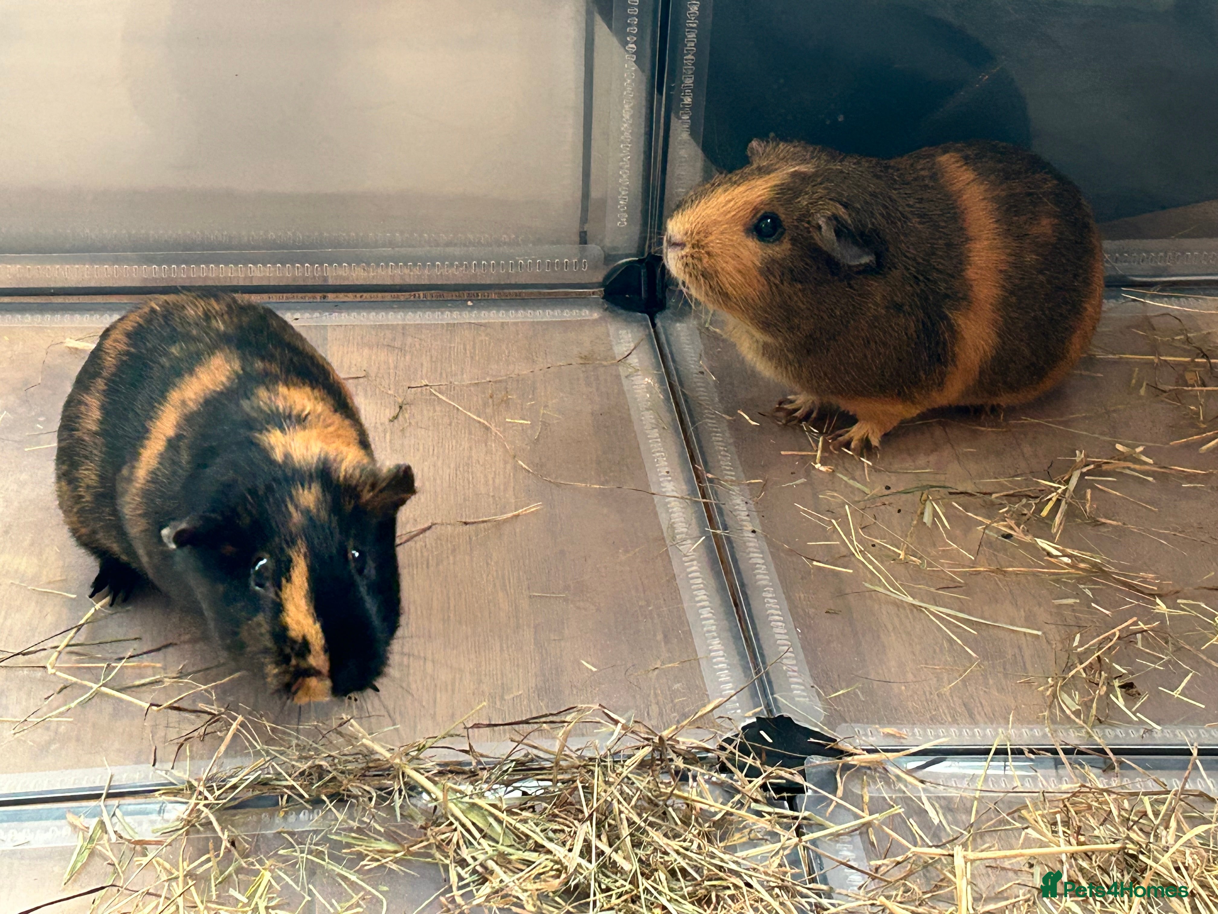 Guinea Pig rodents Female guinea pigs - Advert 1