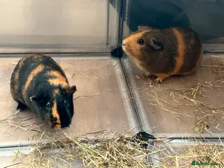 Guinea Pig rodents Female guinea pigs - Advert 1