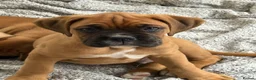 Boxer dogs for sale: Boxer pups for sale  - Advert 4