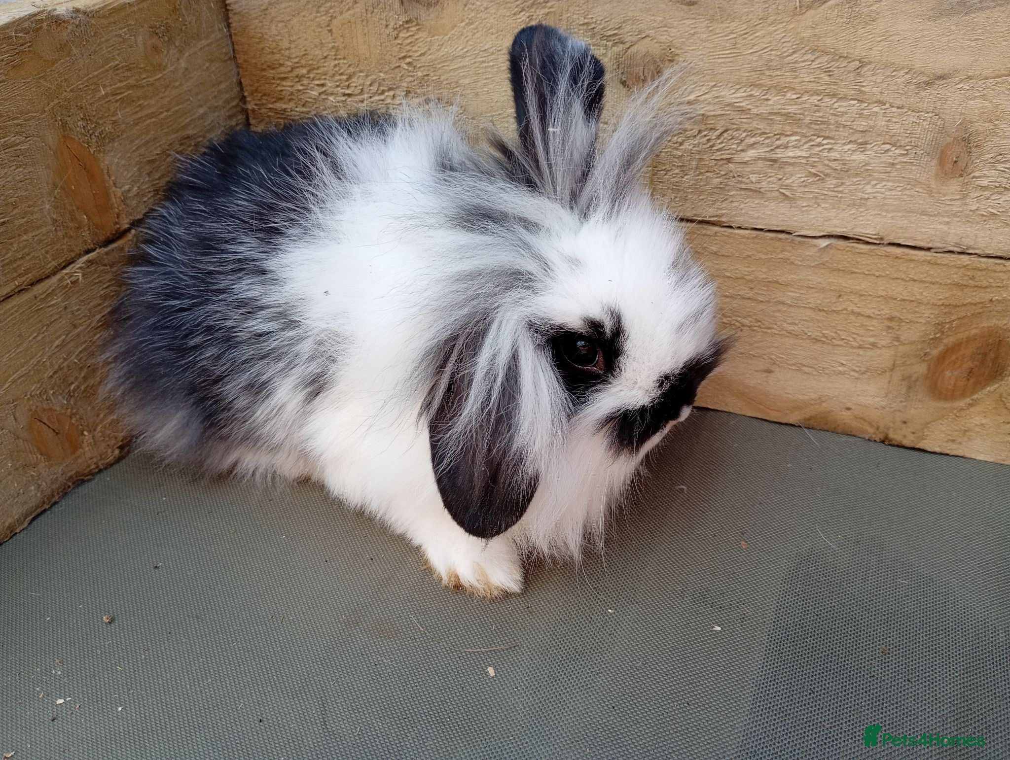 Mini Lion Lop rabbits Mini lop and mini lion lops - Advert 11