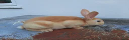 Rex rabbits for sale: Orange rex babies - Advert 7