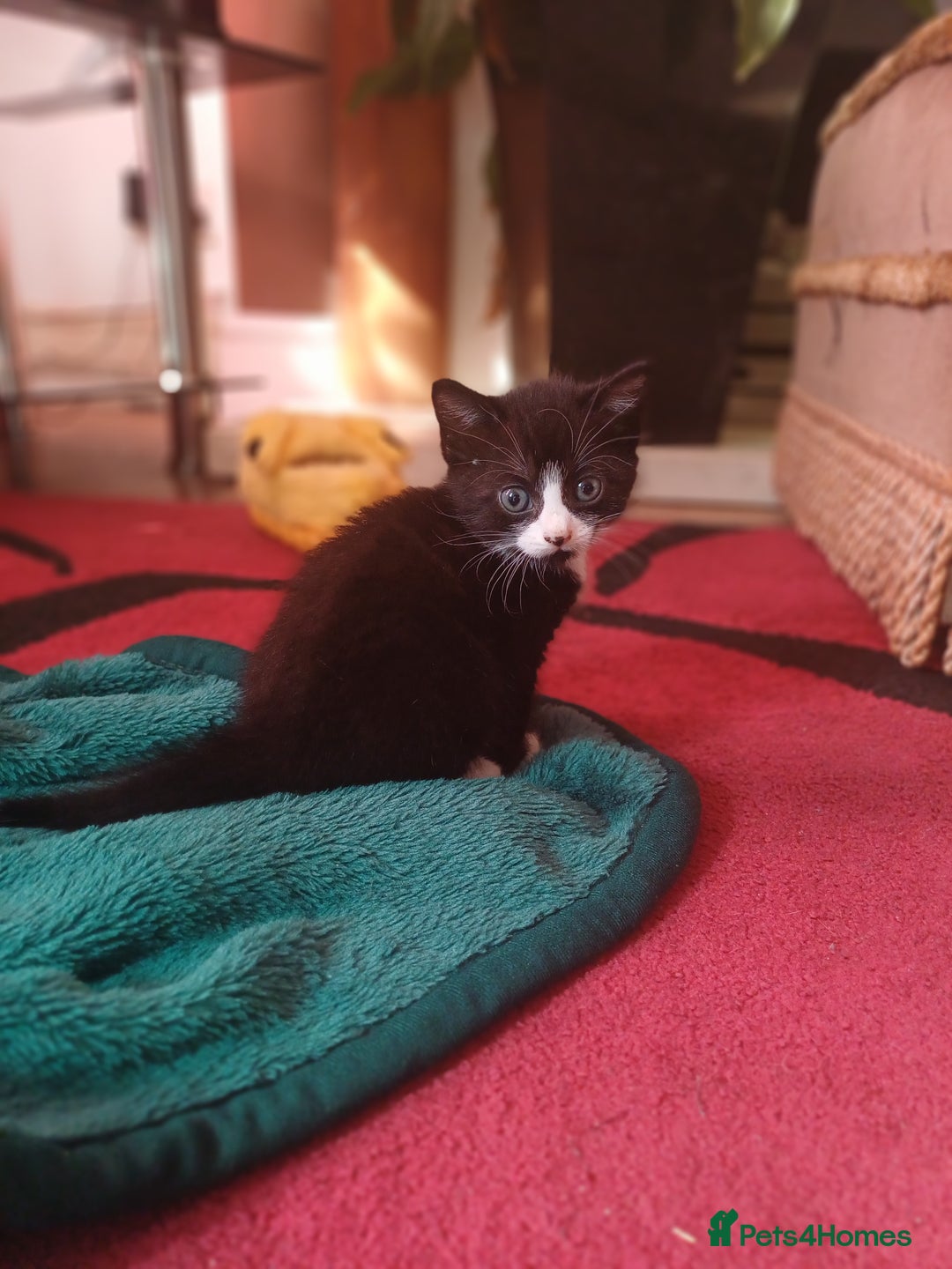 British Shorthair cats for sale: kittens  - Image 1